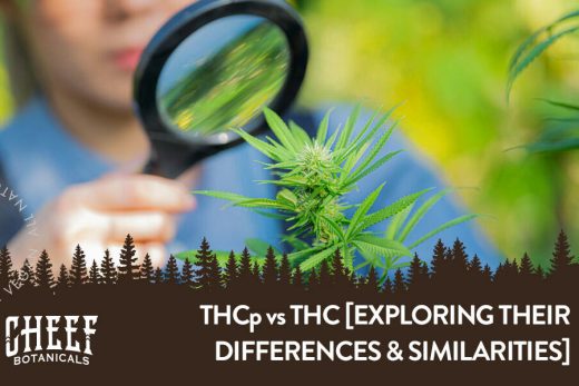 THC vs THCP: Exploring the Variations